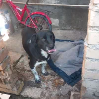 واگذاری سگ پاکوتاه|سگ|رامیان, |دیوار