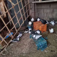 کفتر|پرنده|آبیک, |دیوار