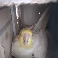 عروس هلندی لوتینومولد