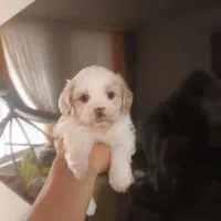 واگذاری سگ شیتزو کراس|سگ|کرمانشاه, |دیوار