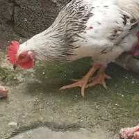 خروس بسیار زیبا