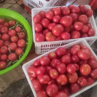 رب گوجه|خوردنی و آشامیدنی|کرج, شهرک اوج|دیوار