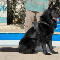 سگ ژرمن شپرد بلک نر جثه درشت تربیت شده فی ۵۰ م ت|سگ|تهران, تهرانسر شرقی|دیوار