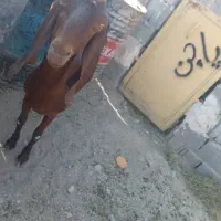 بز نسل دار تازه آبستن یک یک ونیم ماهش هس|حیوانات مزرعه|سیب و سوران, |دیوار