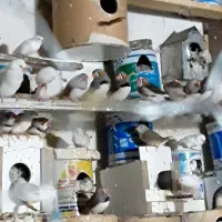فنج‌زبرا