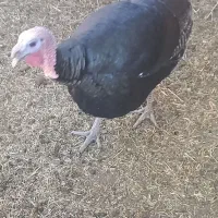 بوقلمو|حیوانات مزرعه|کرباسک, |دیوار