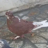 کفتر|پرنده|ماهدشت, |دیوار