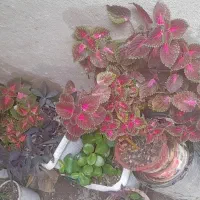 گل سرحال|گل و گیاه طبیعی|اراک, |دیوار