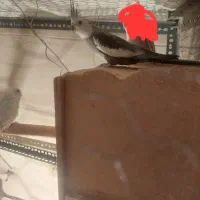 یک جفت عروس هلندی نر وایت فیس مادآلبینو فروش فوری|پرنده|علیآباد کتول, |دیوار