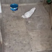 حفت کفتر جوج هاشون وحشی