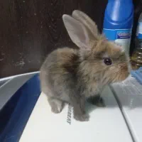 خرگوش لپی اصل