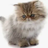 گربه چشم آبی|گربه|مشهد, الهیه|دیوار
