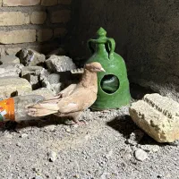 کبوتر زرد|پرنده|پاسارگاد, |دیوار