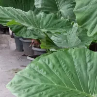 فروش باباآدم سبز جاینت  خارجی