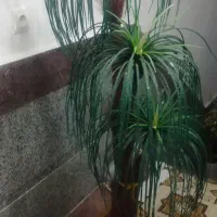 درختچه