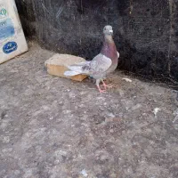 چنتا حیون قلدر