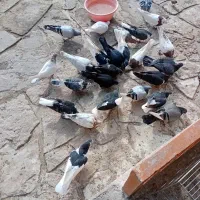 کبوتر|پرنده|مشهد, نوچاه|دیوار