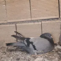 کبوتر پر|پرنده|جونقان, |دیوار