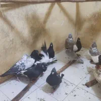 کبوتر|پرنده|زاوه, |دیوار