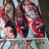 ماهی فیتو ازاد بیگهد درشت|ماهی|زابل, |دیوار