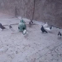 کفتر نقش وپرشی|پرنده|زارچ, |دیوار