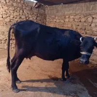 گاو آبستن|حیوانات مزرعه|چرام, |دیوار