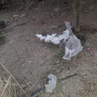 غاز|حیوانات مزرعه|رودان, |دیوار