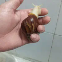 حلزون البینو|خزنده|پاکدشت, پاکدشت (مامازند)|دیوار