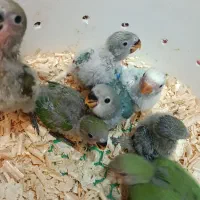 جوجه طوطی برزیلی سرلاکی