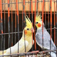 عروس هلندی|پرنده|قم, انصار‌الحسین|دیوار