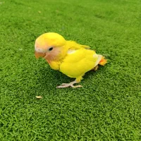 طوطی برزیلی دستی سرلاکی|پرنده|شیراز, دکتر حسابی|دیوار