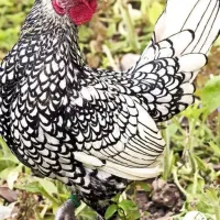 مرغ و خروس سیبرایت