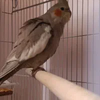 جفت عروس هلندی بالغ جوجه گرفتم معاوضه با قناری|پرنده|صدرا-فارس, فاز ۱|دیوار