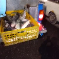 فروش ماهی زنده آدینه پاک کردن ماهی رایگان|ماهی|بروجرد, |دیوار