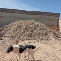 کود کفتری وزیل قم