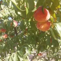 مشارکت در باغداری و ساریجلو و خیرآباد با شرایط خوب