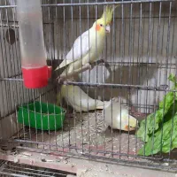 عروس هلندی لوتینومولدباجوجه