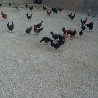 جوجه خروس محلی