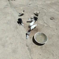 کفتر