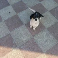 سگ ماده|سگ|گرگان, |دیوار