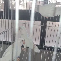 طوطی کوتوله برزیلی.نژاد آلبینو|پرنده|اصفهان, آبشار|دیوار