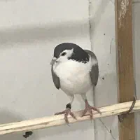 کبوتر دوتاماده ‌دمگیر‌سینه پاک