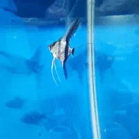 ماهی زینتی آنجل کالر اسکار گوپی