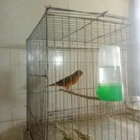 تعدادی قناری قرص بخوان به شرط و چند عدد قناری ماده