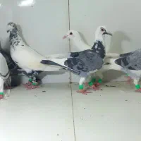 دسته ۲۰تایی پرشی آلمانی و دورگ