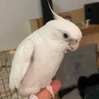 عروس هلندی آلبینو چشم شرابی فول دستی ماده|پرنده|قم, شاه سید علی|دیوار