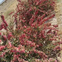 زمین کشاورزی با اب|فروش زمین و ملک کلنگی|سرداران, |دیوار