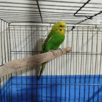 مرغ عشق جوان