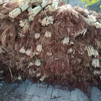 جارو محلی دستی (گزی گال)|عمده‌فروشی|روانسر, |دیوار