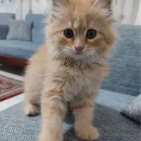 گربه پرشین بریتیش اصیل